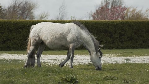 White Horse grazing green grass slow motion