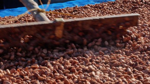 Organic cocoa beans sun drying on a farm, Drying raw Cocoa beans in the agricultural industry.