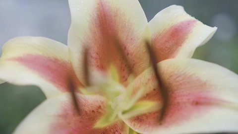 A lily flower in macro, close-up. The stamens and pistil of a lily macro, soft focus