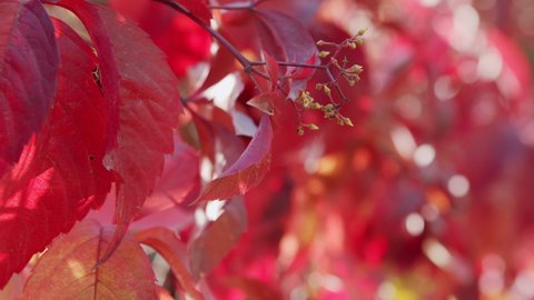 Red leaves of wild grapes in the autumn. Sunny autumn day. Close up of autumn virginia creeper leaves.