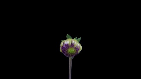 Time-lapse of blooming purple dahlia flower 5a2 isolated on black background
