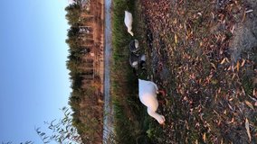 Geese eat grass near the pond. Vertical video