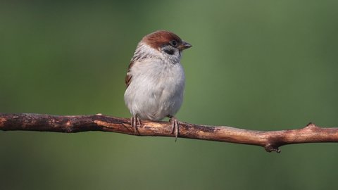 little cute sparrow sits on a branch and looks around