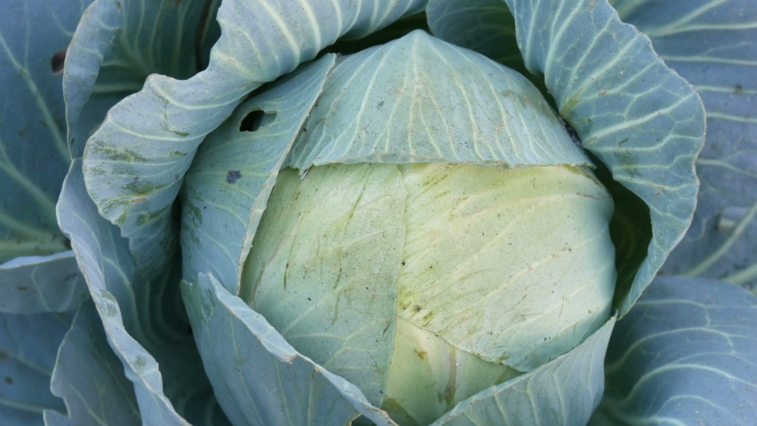 Fresh cabbage grows on the farm in the vegetable garden in the ground. Vegetables. Cultivation. Greenery. Agricultural plantation close up view