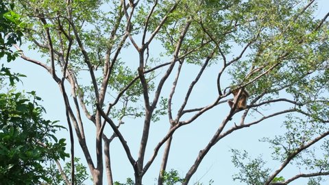 Lar Gibbon, Hylobates lar, Female; sitting on a branch, right side of the tree, swings to the left and to the middle to sit again, windy afternoon, blue sky, Huai Kha Kaeng, Thailand.