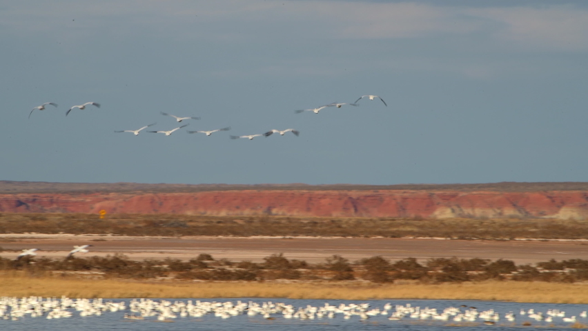 Flock of light snow geese glide in to land in the blue water in the wetlands of Bitter Lake Wildlife Refuge on the Central Flyway in New Mexico USA. High quality 4k video footage.