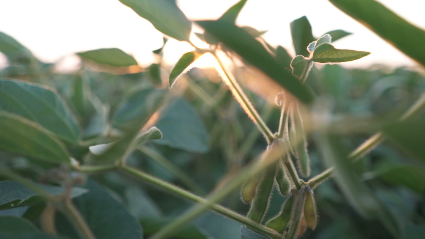 Macro young soybean detail, cultivated soybean field. Royalty-Free Stock Footage #1063649593