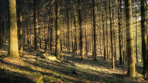 Time lapse footage showing the sun casting beautiful rays of light and shadows which shift on the tree trunks of the forest