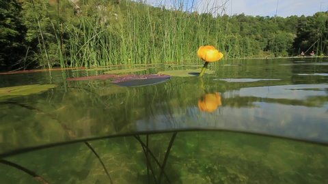 Underwater view of the Nuphar lutea, the yellow water-lily, or brandy-bottle and other aquatic vegetation in the Mreznica River, Croatia