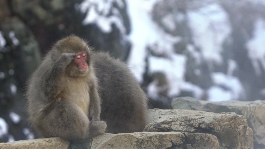 Slow motion of Japanese snow monkey near of onsen hot springs at winter. A wild macaque on rock of warm pool located in Jigokudan Park, Nakano, Japan. Macaca fuscata at winter season in mountain-Dan