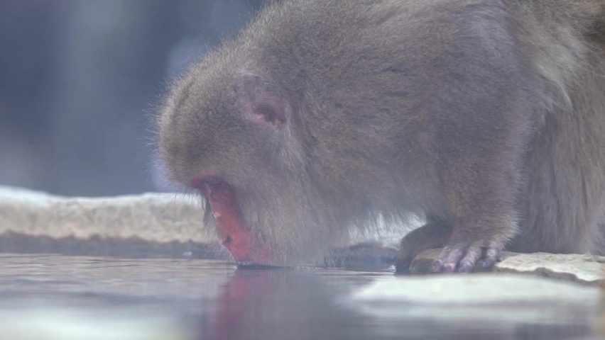 Slow motion of Japanese snow monkey drinking water in onsen hot springs at winter. A wild macaque in warm pool located in Jigokudan Park, Nakano, Japan. Macaca fuscata drink at winter season-Dan