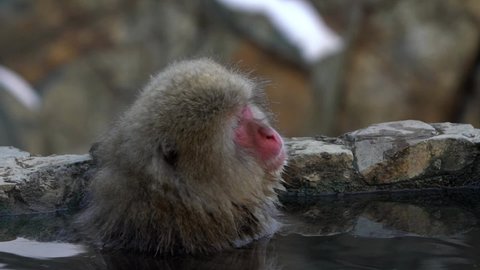 Slow motion of Jigokudani Monkey Park offers visitors the experience of seeing wild Japanese snow monkeys bathing in a natural hot spring. Pool warm water around which the macaque gather in winter-Dan