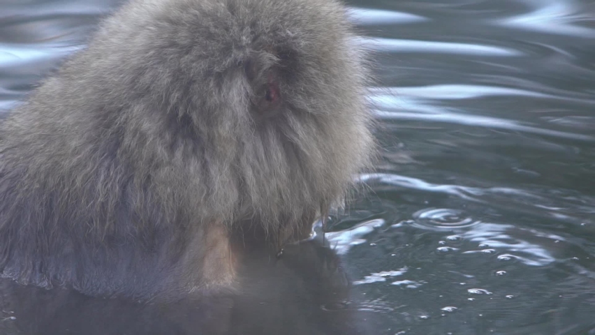 Slow motion of Japanese snow monkey enjoys an outdoor bathe and relaxing in onsen hot springs at winter. A wild macaque that enters a warm pool located in Jigokudan Park, Nakano, Japan. -Dan