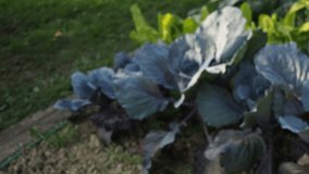 Various vegetables seedbed in the garden in HD VIDEO. Patch of ripe green and red cabbage heads (Brassica oleracea) growing in the homemade garden. Organic farming, healthy food, BIO viands.