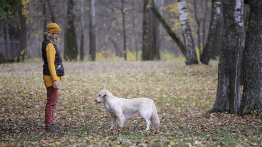 golden retriever playing ball with the owner in the autumn park.