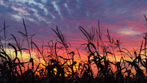 Stalks of corn with tassels are blowing in an evening breeze and silhouetted by the colors of a dramatic and beautiful sunset sky with clouds. Cornfield sundown video is looping with fade.