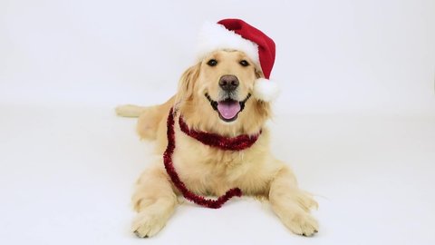 Cute Funny Santa Dog With Video Stock A Tema 100 Royalty Free 1019661253 Shutterstock