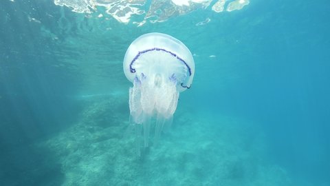 Jellyfish underwater in the sea (Rhizostoma pulmo), Mediterranean, France