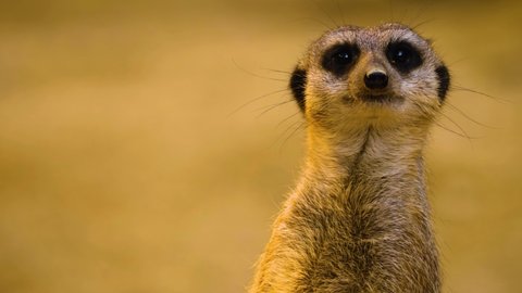 Close up of meerkat looking around	