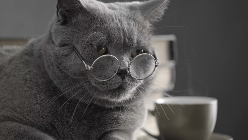 a young big gray British cat in round transparent glasses lies on a notebook Royalty-Free Stock Footage #1063663084