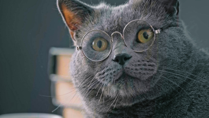 a young big gray British cat in round transparent glasses lies on a notebook Royalty-Free Stock Footage #1063663096