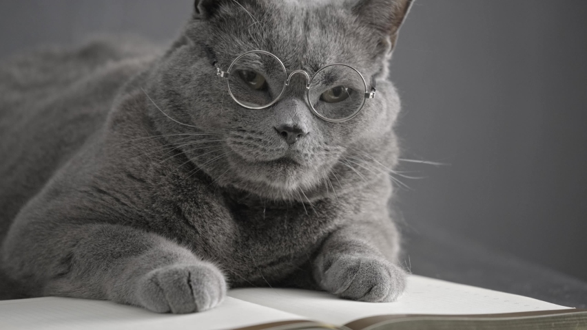 a young big gray British cat in round transparent glasses lies on a notebook Royalty-Free Stock Footage #1063663120