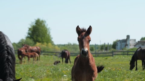Chestnut foal looks at camera while black horse walks behind on lush pasture at farmland on nice sunny day slow motion