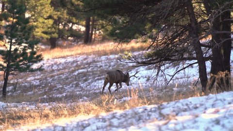 bull elk walking away from camera into woodland
