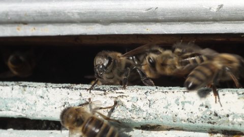 Bees getting inside and out of beehive, bees carry pollen to hive, macro footage with sound