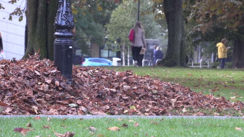leaves fall on leaf pile