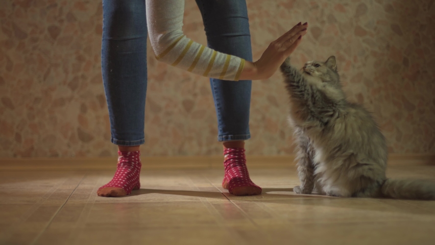 Trained gray pet cat gives paw like a high five Royalty-Free Stock Footage #1063668343