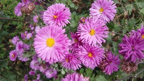 Violet and Pink Aster Flower in the Home Garden Develops on the Wind
