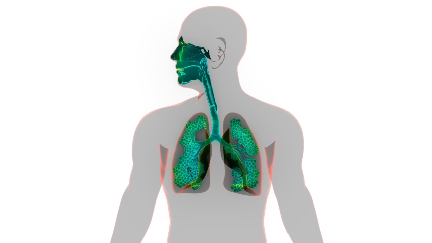 Гаряев матрица бронхи. Лёгкие человека фракталы. Гаряев матрица бронхи. Дыхательная система человека. Гаряев матрица бронхи.
