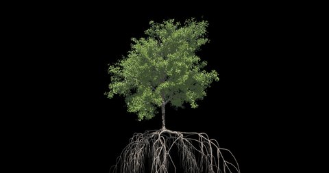 Tree growth animation sequence. Tree growing from different stages.