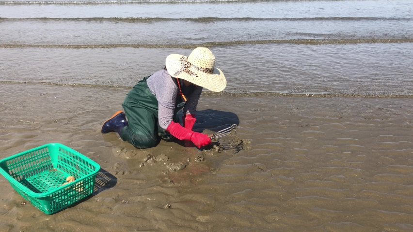 Korea West Sea. A person who catches clams Seashells in the tidal flat.