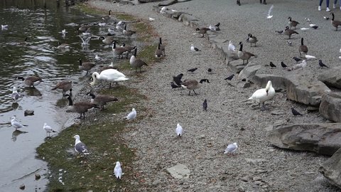 A multitude of water birds flock on a small pebble beach on the shores of Lake Windermere in the Lake District, Cumbria, England, UK