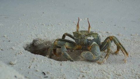 A sand crab has crawled out of its burrow and is clearing its eyes of sand. The Maldives Islands for relaxation.