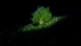 Nudibranch (sea slug) - 