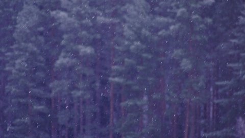 Snowflakes falling with forest background. Beautiful snowy winter and christmas scenery