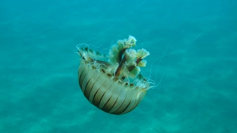 Closep-up of Compass jellyfish (Chrysaora hysoscella) swim over sandy seabed in sunrays. Adriatic Sea, Montenegro, Europe