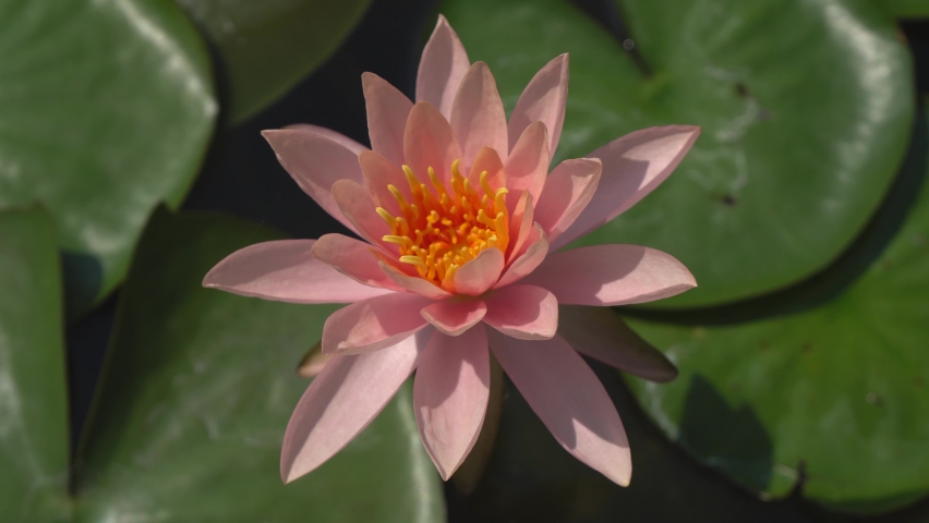 Fresh Bloom Pink Nymphaea Water 스톡 동영상 비디오(100% 로열티 프리) 1063688419 | Shutterstock