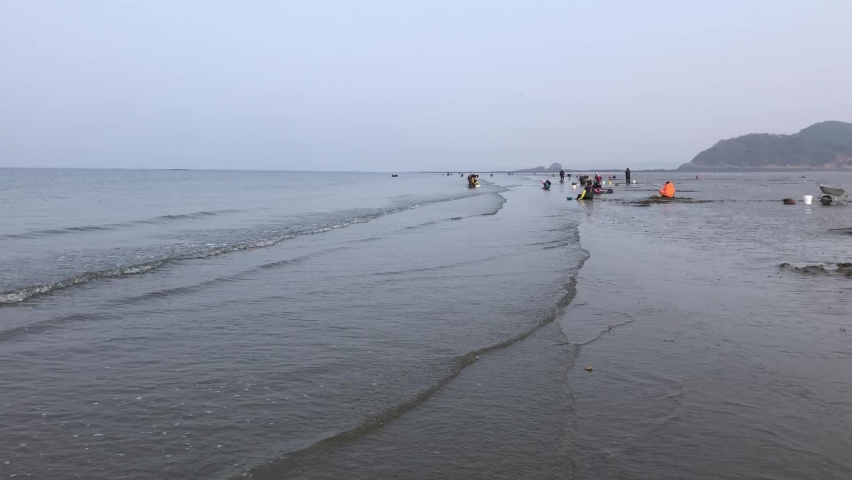 Korea West Sea. People who catch clams in the tidal flat.