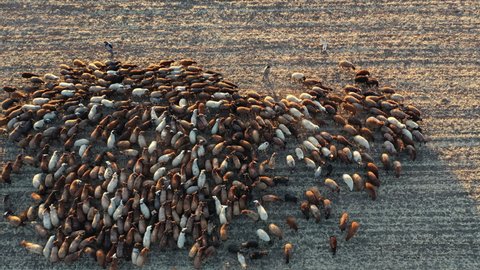 Drone overhead view of sheep herd moving. Top down view of sheep herd feeding on field
