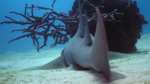 Underwater, close-up, pov, a shark on the ocean floor, The Bahamas