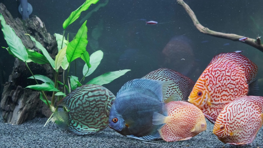 Feeding of discus fish in 240l fishtank with cubes of cow heart meat and spirulina algea | Shutterstock HD Video #1063700749