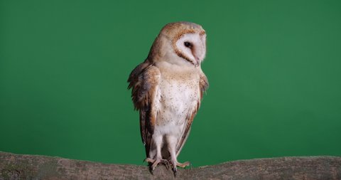 Beautiful barn owl on tree branch against green background