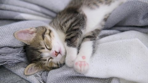  striped domestic kitty lying on white grey blanket on bed. Sleep cat. Concept of adorable pets
