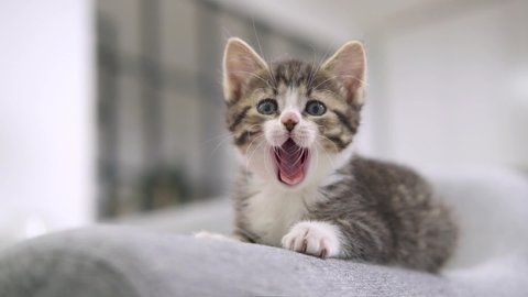  striped kitten wakes up, yawns and stretches. kitty looking at camera. Concept of happy adorable cat pets. Slow motion.