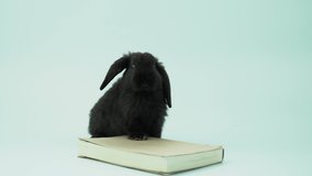 Cute black rabbit playing near a book, 4K video bunny on white background for concept
