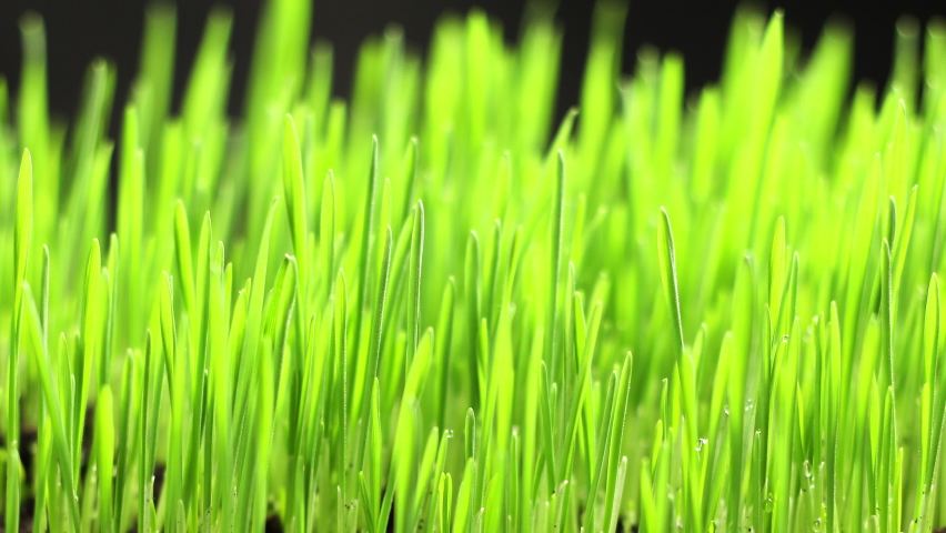Growing Rye Field, Cereal Crop, Time Lapse. Fresh Green Wheat Plant. Nature spring season. Gardening agriculture food | Shutterstock HD Video #1063705495